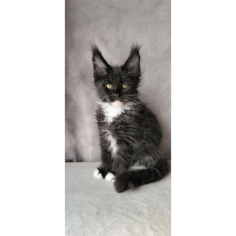 Maine Coon NOV Phantom