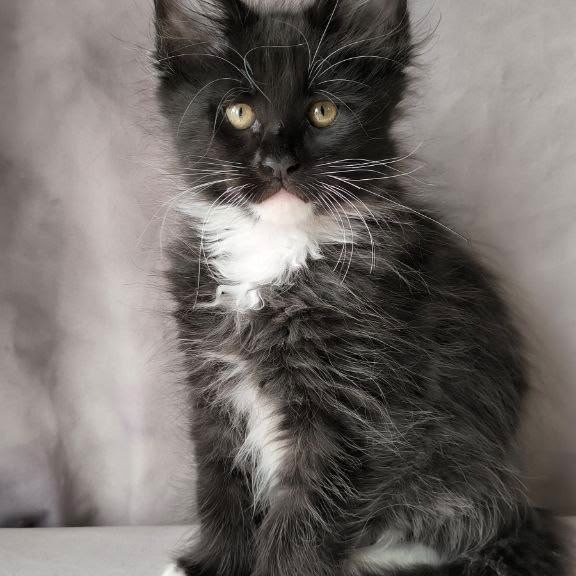 Maine Coon NOV Phantom