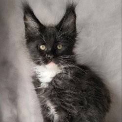 Maine Coon NOV Phantom