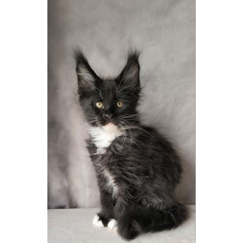 Maine Coon NOV Phantom