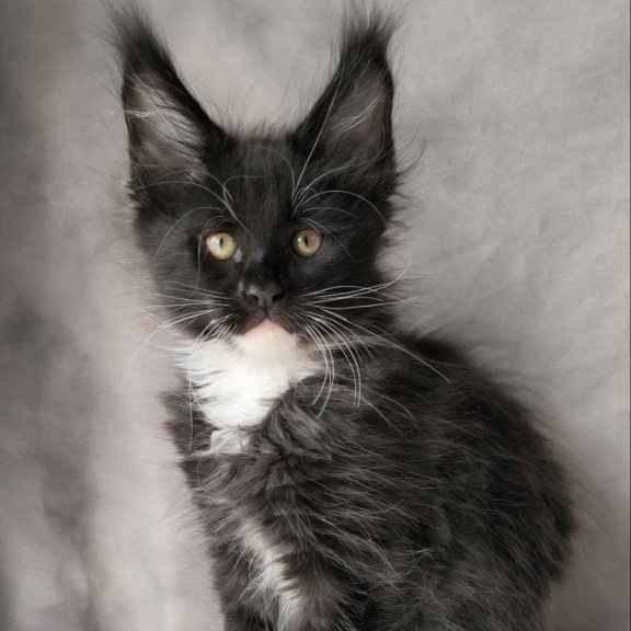 Maine Coon NOV Phantom