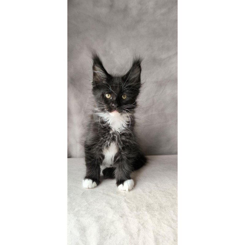Maine Coon NOV Phantom