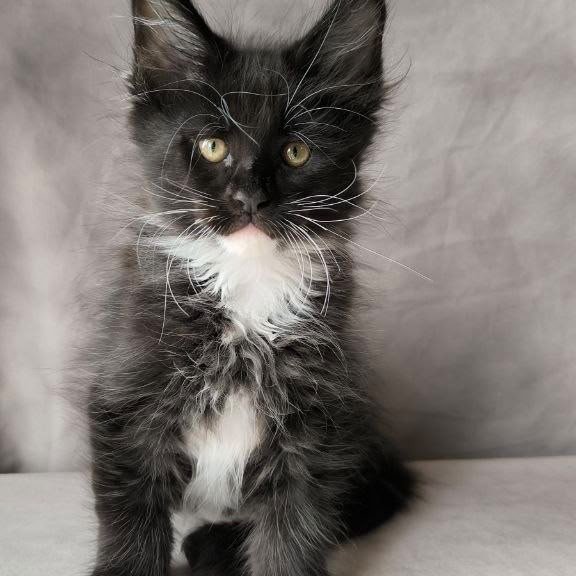 Maine Coon NOV Phantom