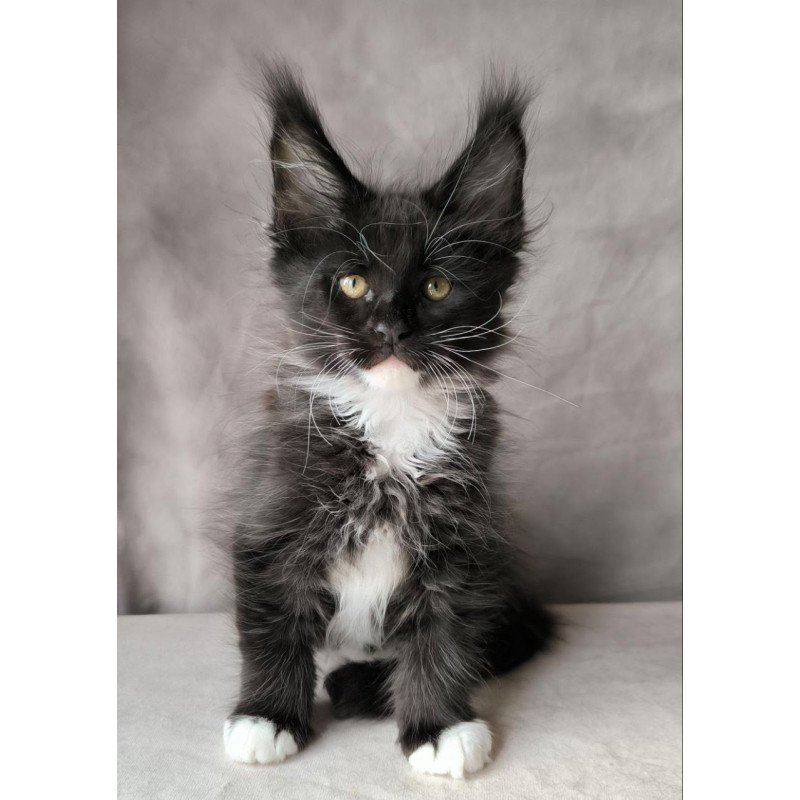 Maine Coon NOV Phantom