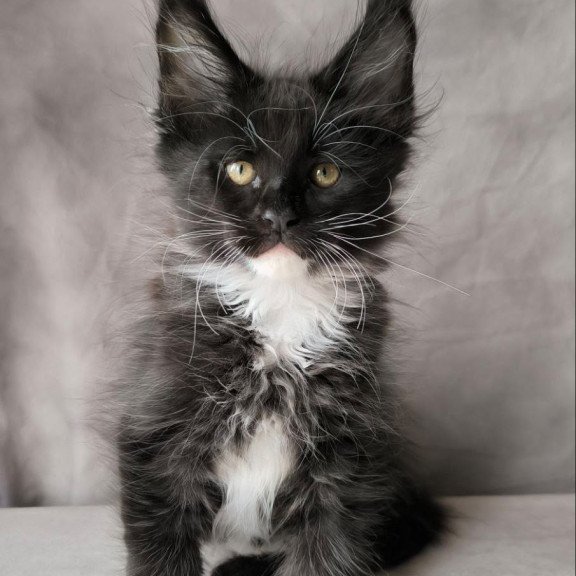Maine Coon NOV Phantom