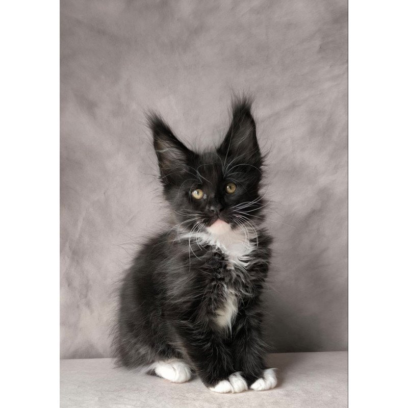 Maine Coon NOV Phantom