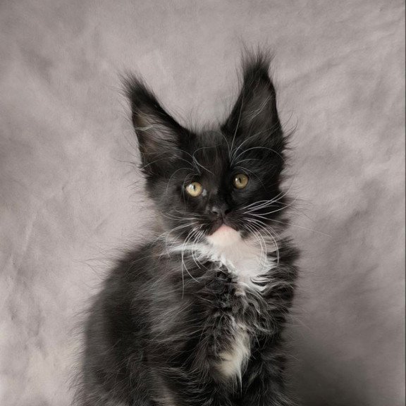 Maine Coon NOV Phantom