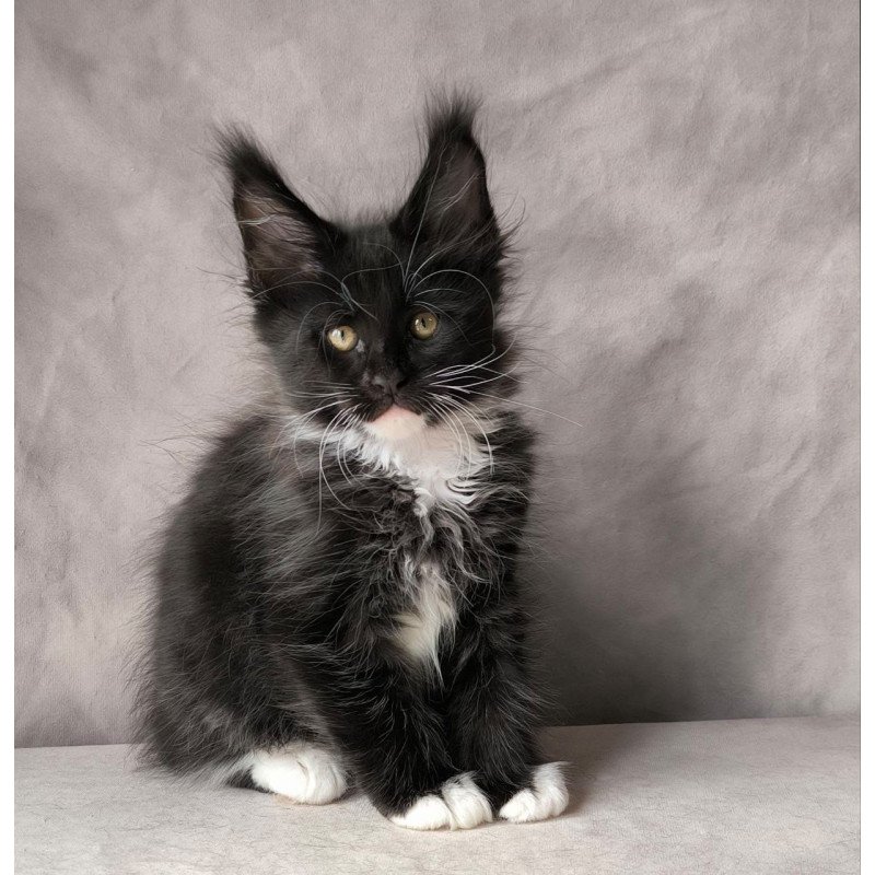 Maine Coon NOV Phantom