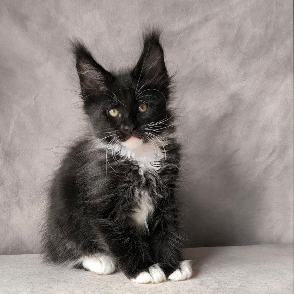 Maine Coon NOV Phantom