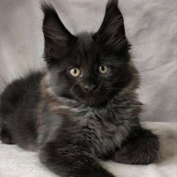 Maine Coon NOV Poseidon