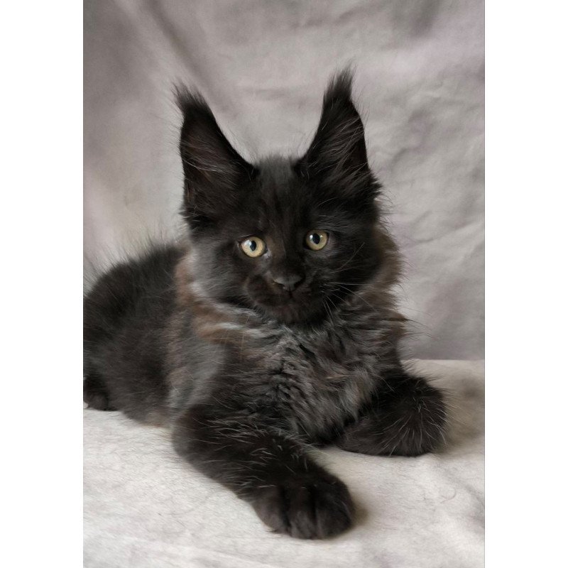 Maine Coon NOV Poseidon