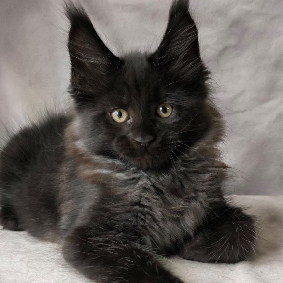 Maine Coon NOV Poseidon