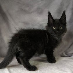 Maine Coon NOV Poseidon