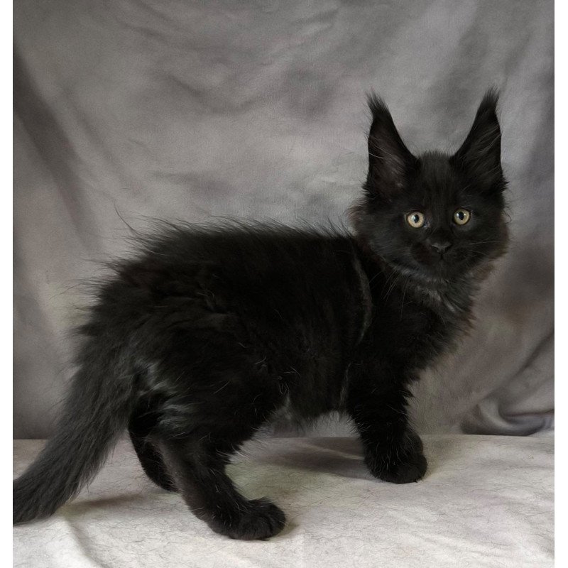 Maine Coon NOV Poseidon