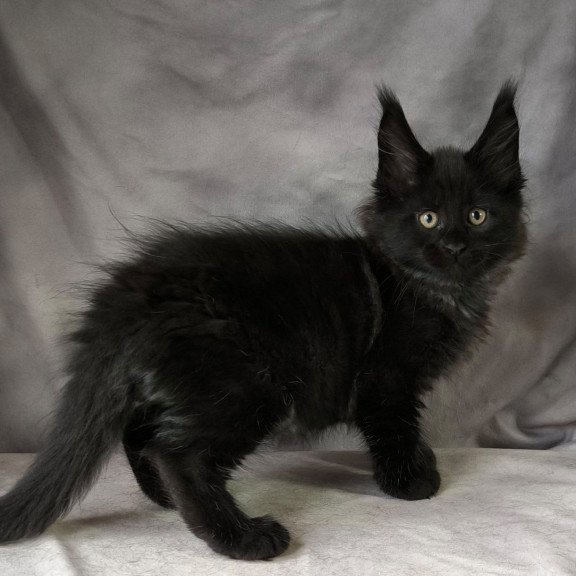 Maine Coon NOV Poseidon