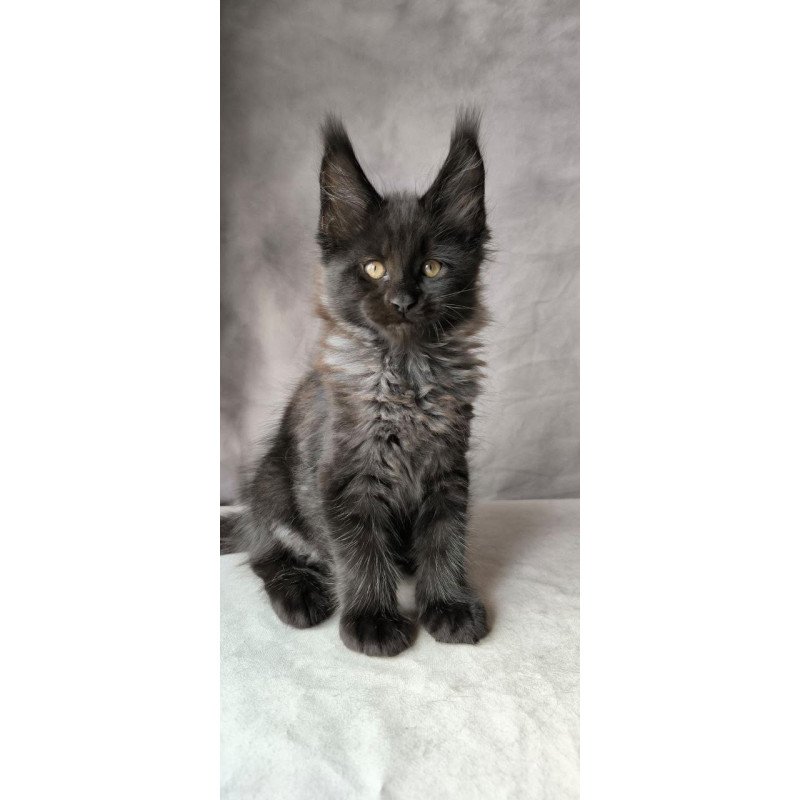 Maine Coon NOV Poseidon
