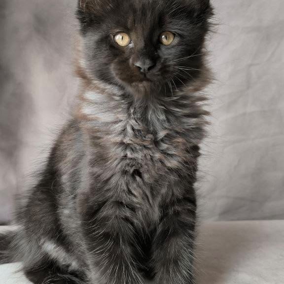 Maine Coon NOV Poseidon
