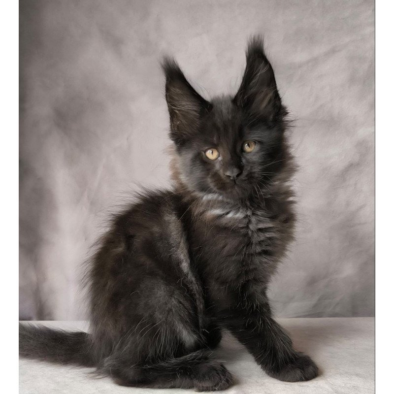 Maine Coon NOV Poseidon