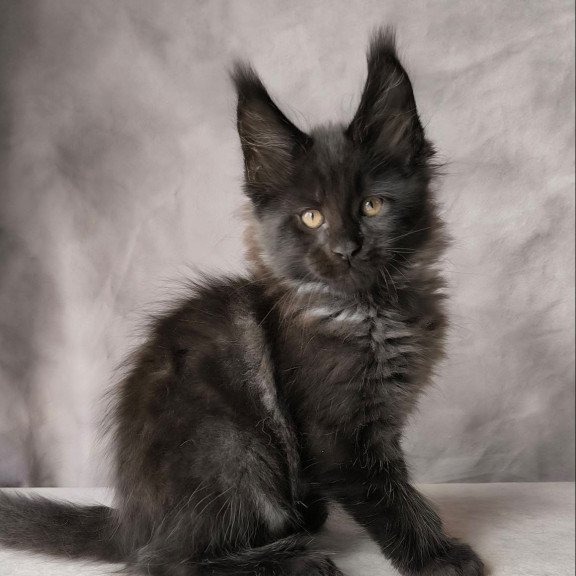 Maine Coon NOV Poseidon