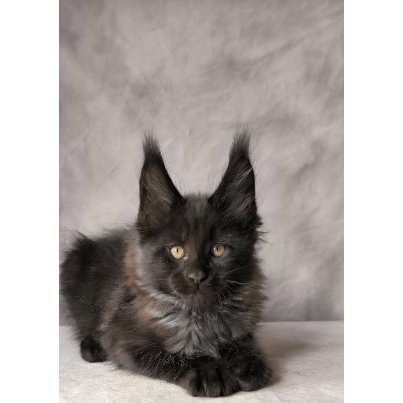Maine Coon NOV Poseidon