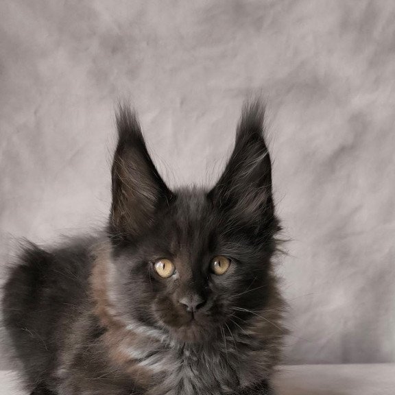 Maine Coon NOV Poseidon