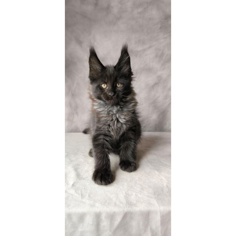 Maine Coon NOV Poseidon