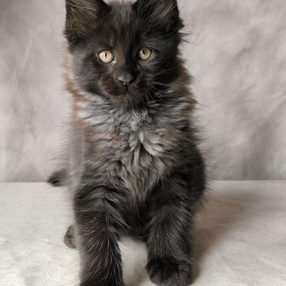 Maine Coon NOV Poseidon
