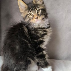 Maine Coon NOV Pretty woman