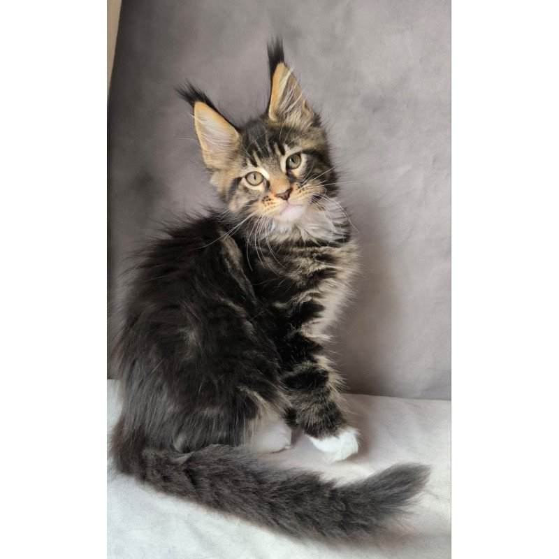 Maine Coon NOV Pretty woman