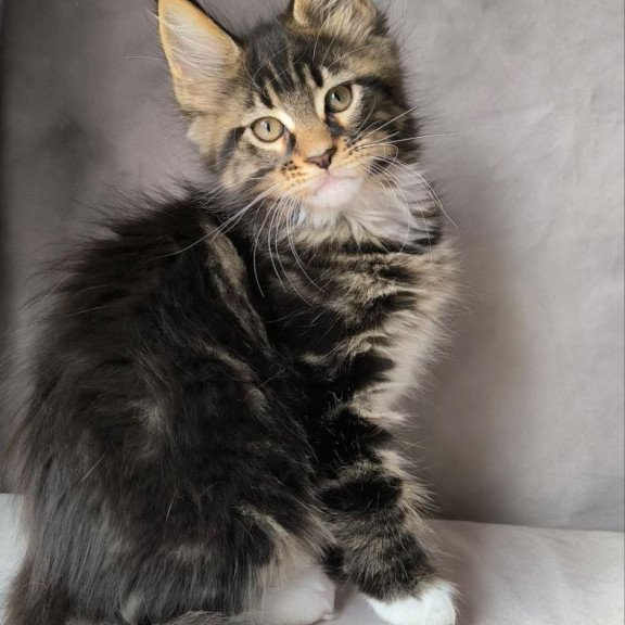 Maine Coon NOV Pretty woman