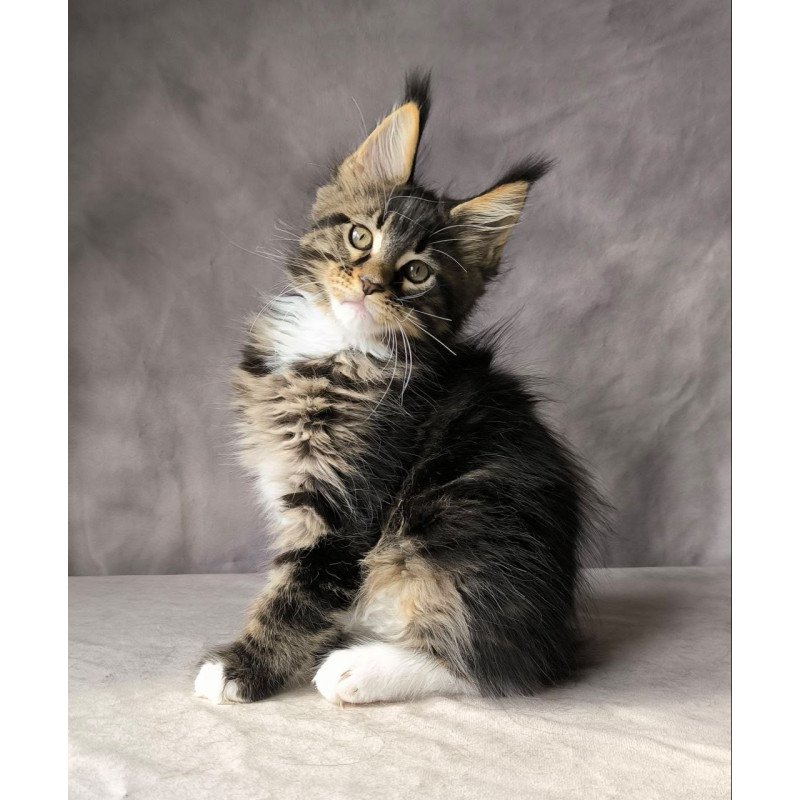 Maine Coon NOV Pretty woman