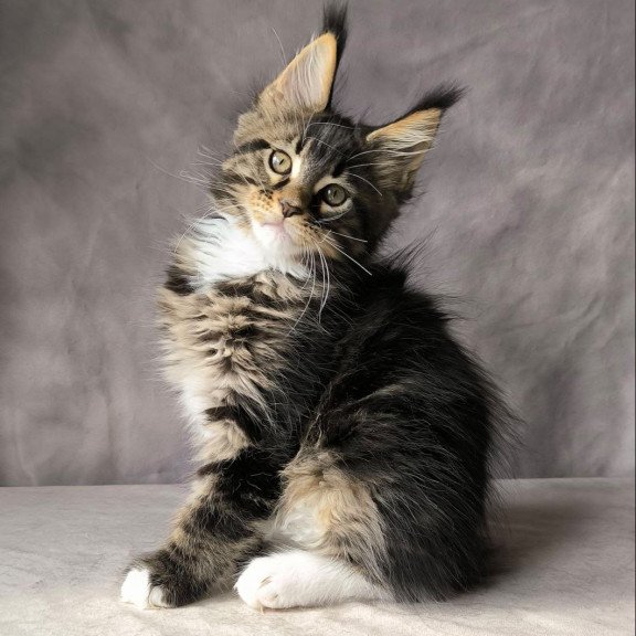 Maine Coon NOV Pretty woman