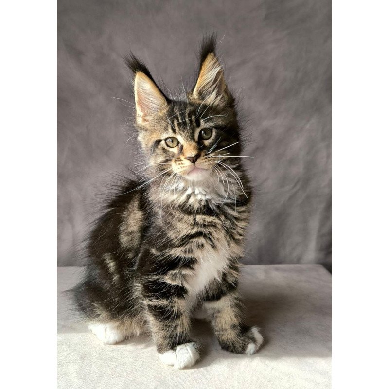 Maine Coon NOV Pretty woman