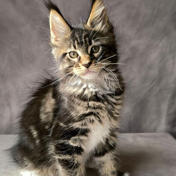 Maine Coon NOV Pretty woman