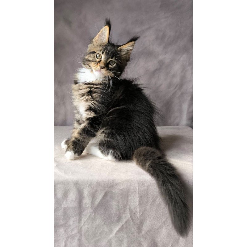 Maine Coon NOV Pretty woman