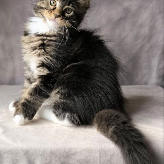 Maine Coon NOV Pretty woman