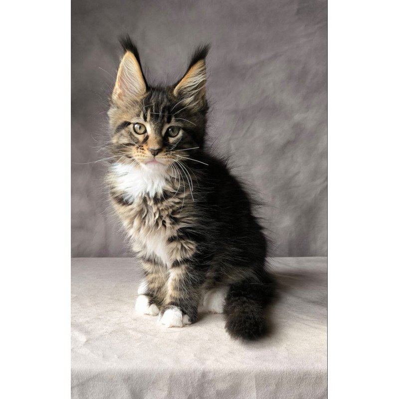 Maine Coon NOV Pretty woman