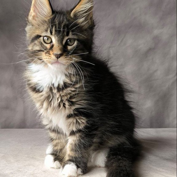 Maine Coon NOV Pretty woman