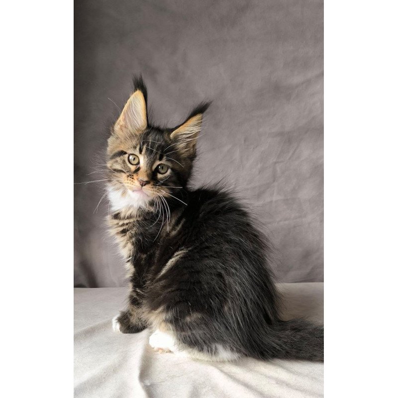 Maine Coon NOV Pretty woman