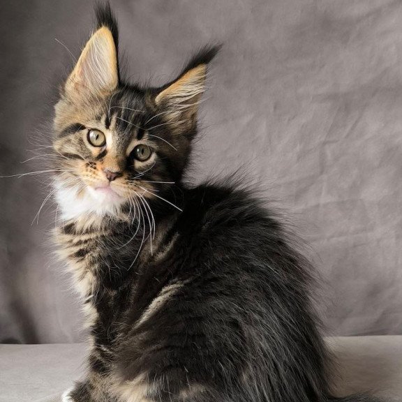 Maine Coon NOV Pretty woman