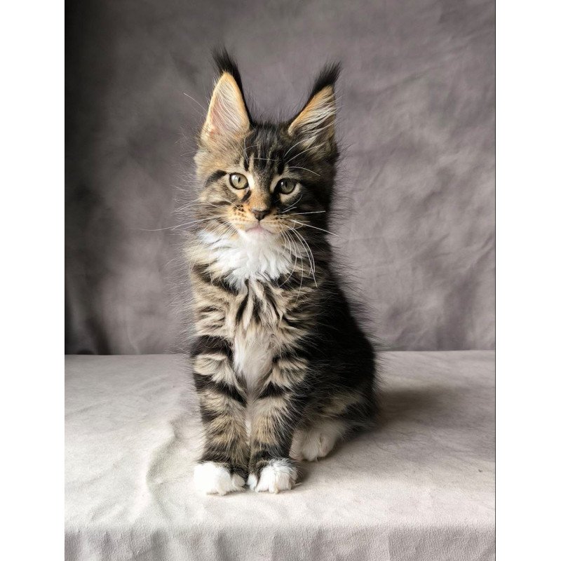 Maine Coon NOV Pretty woman
