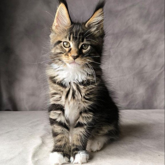 Maine Coon NOV Pretty woman