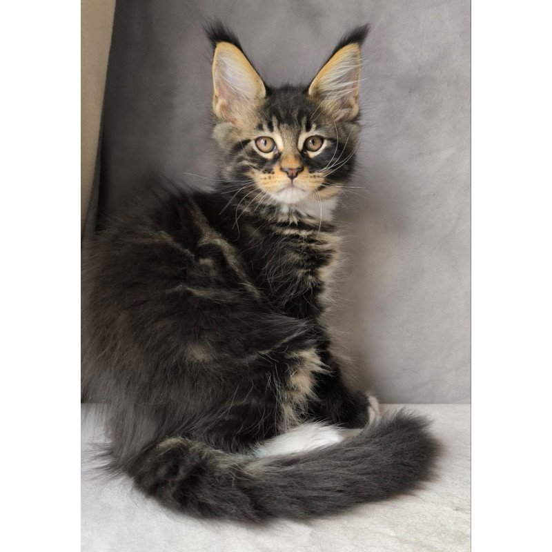 Maine Coon NOV Phoenix