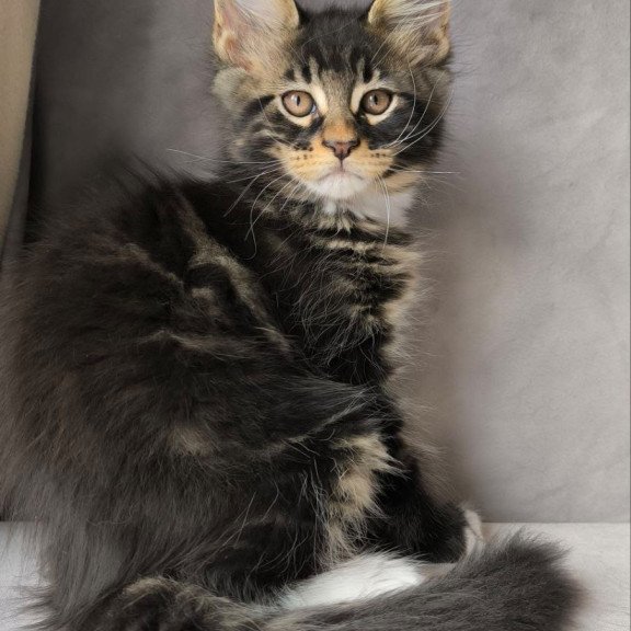 Maine Coon NOV Phoenix