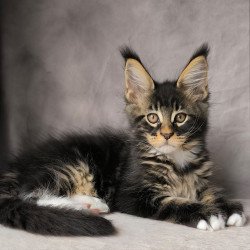 Maine Coon NOV Phoenix
