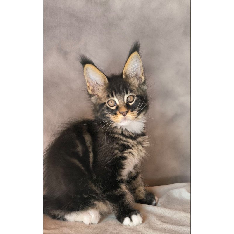 Maine Coon NOV Phoenix