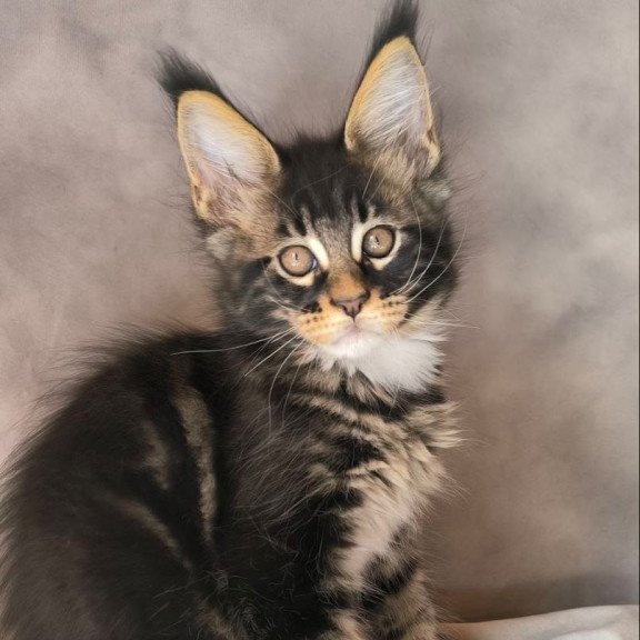 Maine Coon NOV Phoenix