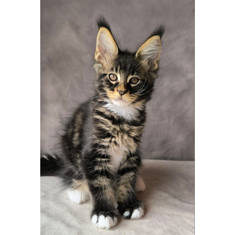 Maine Coon NOV Phoenix