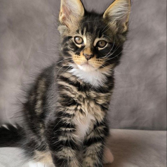 Maine Coon NOV Phoenix