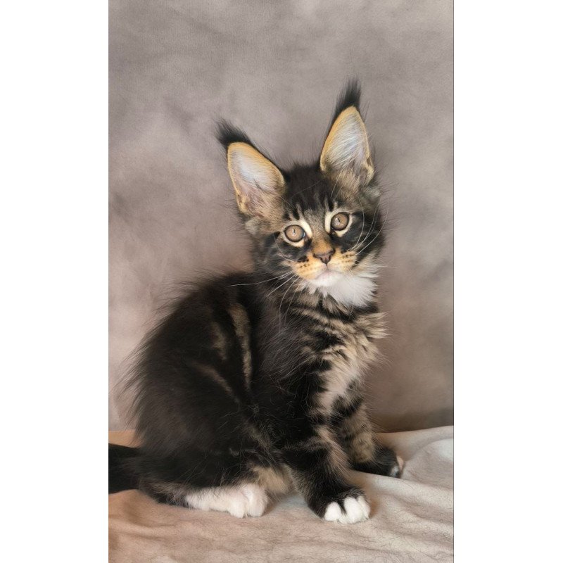 Maine Coon NOV Phoenix